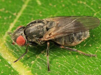 Lipara lucens (Large Cigar Gall Fly)