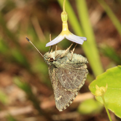 Pepper and Salt Skipper - Amblyscirtes hegon