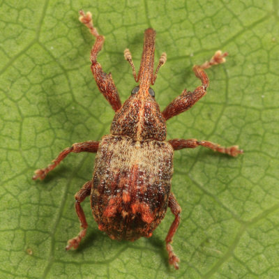 Apple Curculio - Anthonomus quadrigibbus