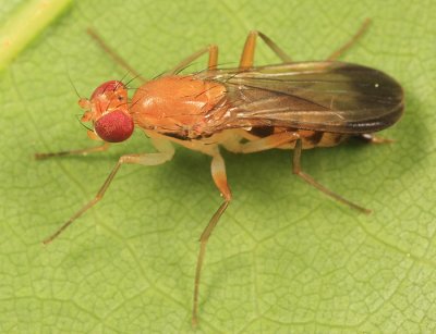 Clusiidae Flies