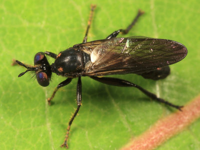 Eudioctria albius (male)