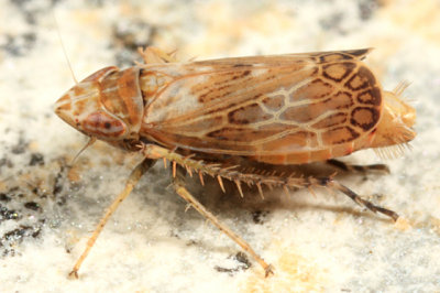 Latalus sayii