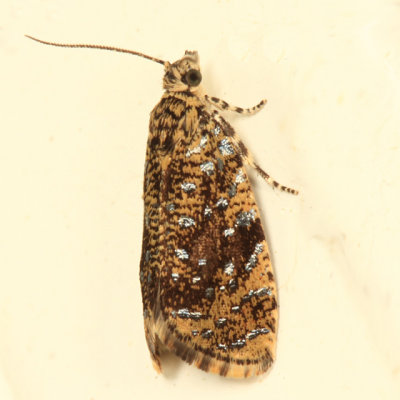 2837 - The Astronomer Moth - Olethreutes astrologana