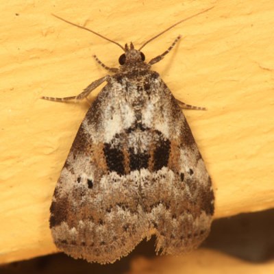 9040 - Black-patched Graylet - Hyperstrotia secta