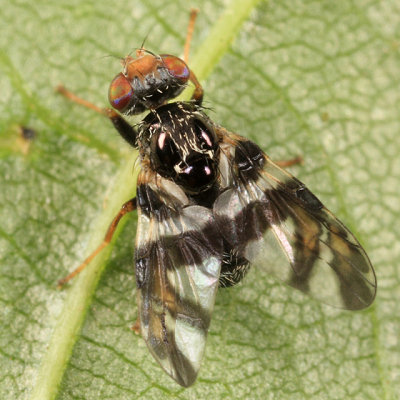 Procecidochares atra (male)