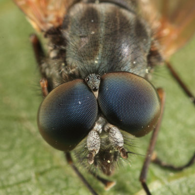 Symphoromyia sp.