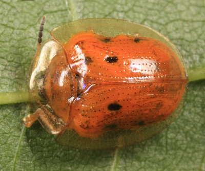 Golden Tortoise Beetle - Charidotella sexpunctata