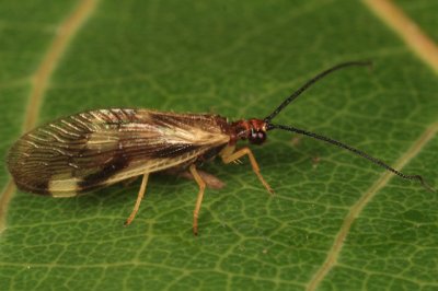 Spongillaflies - Sisyridae