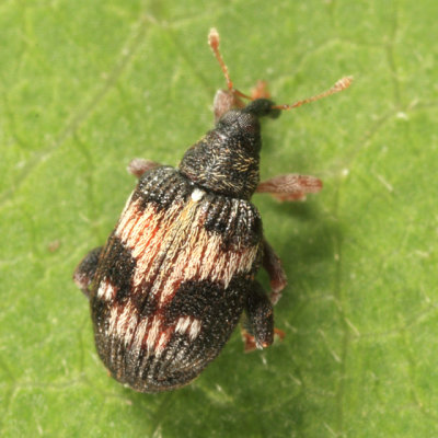 Tachyerges ephippiata