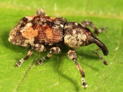 Weevils - Subfamily Molytinae