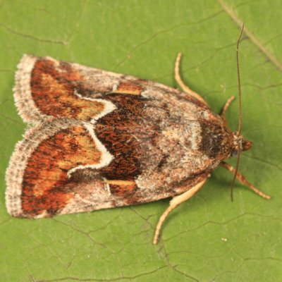 9046 - Deltote bellicula