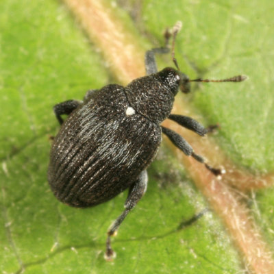 Tachyerges niger