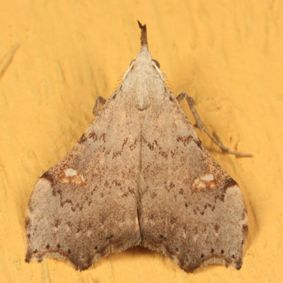 8401 - White-spotted Redectis - Redectis vitrea