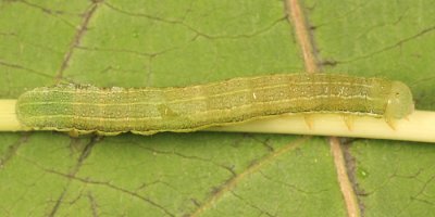 9873 - American Swordgrass Moth - Xylena nupera