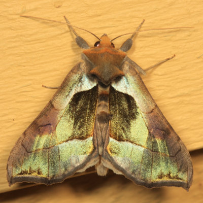 8897 - Green-patched Looper - Diachrysia balluca