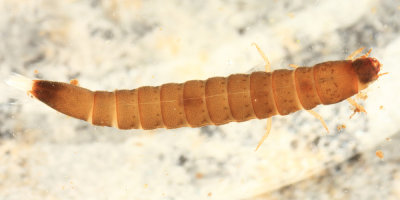 Stenelmis sp. (larva)