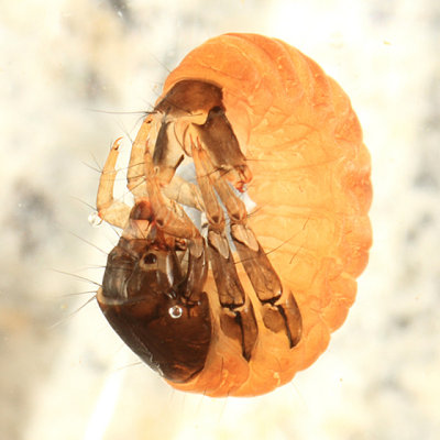 Glossosomatidae - Glossosoma sp.
