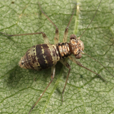 Mesopsocus unipunctatus (wingless female)