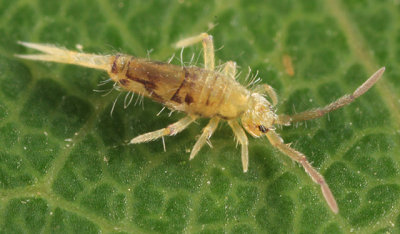 Entomobrya nivalis