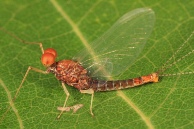 Eurylophella prudentalis (male)