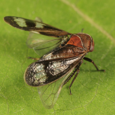 Oncopsis abietis (female)