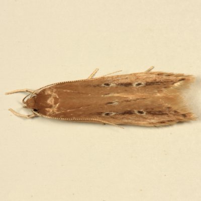 1515 - Shy Cosmet - Limnaecia phragmitella