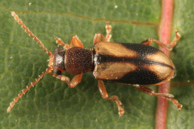 Orsodacnid Leaf Beetles - Orsodacnidae