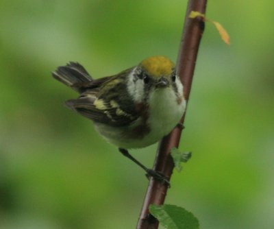 Chestnut-sided Warbler - Setophaga pensylvanica 