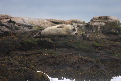 Common Seal (Harbor Seal) - Phoca vitulina