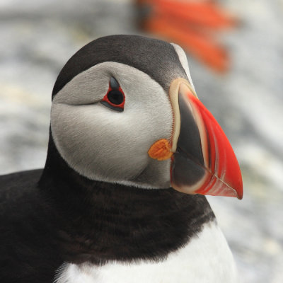 Atlantic Puffin - Fratercula arctica