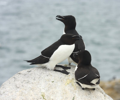 Razorbill - Alca torda