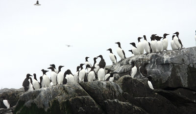 Common Murre - Uria aalge