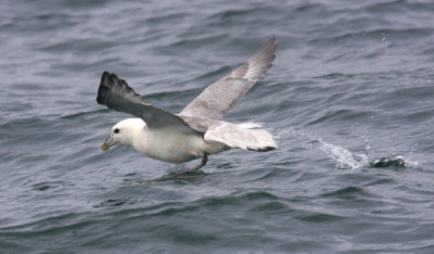 Northern Fulmar - Fulmarus glacialis