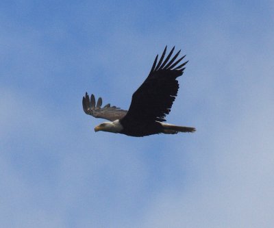 Bald Eagle - Haliaeetus leucocephalus