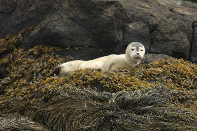 Common Seal (Harbor Seal) - Phoca vitulina