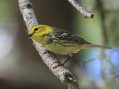 Black-throated Green Warbler - Setophaga virens