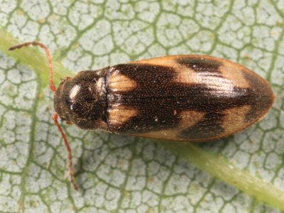 Eanus maculipennis