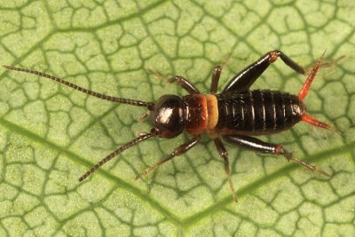 Fall Field Cricket - Gryllus pennsylvanicus (younf nymph)