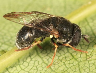 Paragus haemorrhous