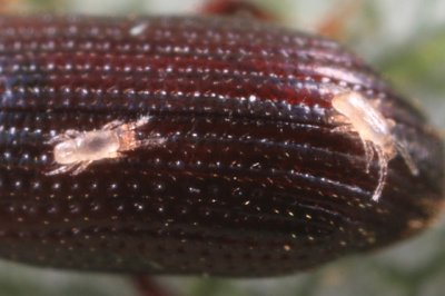 Rhodacaroidea - Digamasellidae