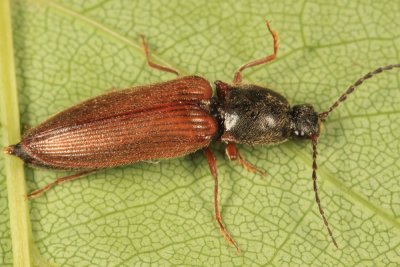 Hemicrepidius decoloratus