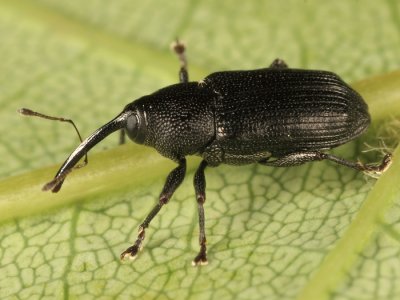 Dirabius rectirostris