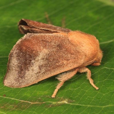 4681 - Crowned Slug - Isa textula