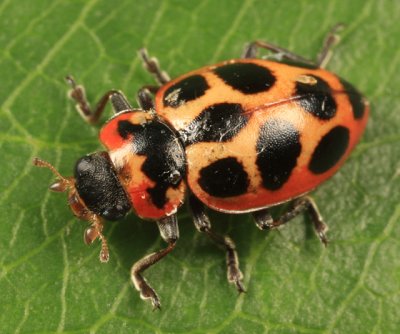 Lady Beetles - Genus Naemia