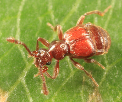 Brachygluta abdominalis (female)