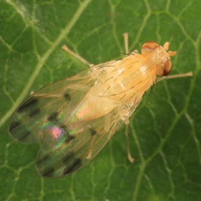 Homoneura incerta