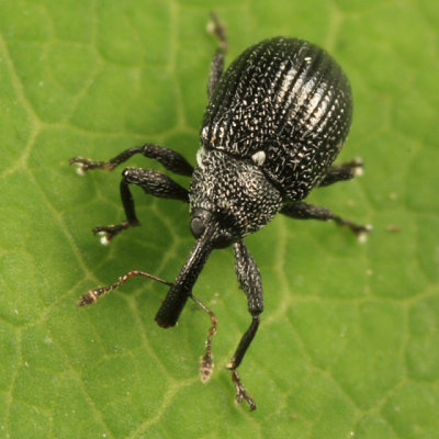 Weevils - Subfamily Curculioninae