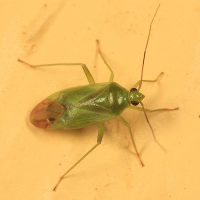 Common Green Capsid - Lygocoris pabulinus
