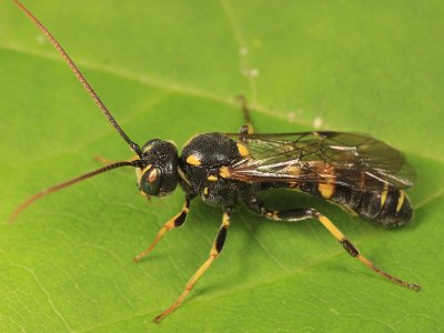 Exenterus sp.