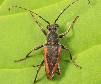 Brachyleptura brevis